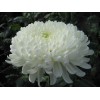 Саженец крупноцветковой хризантемы Хрустальная Ваза (Белая): фото и описание