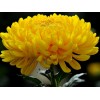 Саженец крупноцветковой хризантемы Мираж (Желтая): фото и описание