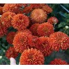 Саженец среднецветковой хризантемы Салютная (Оранжевая): фото и описание