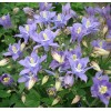 Саженец аквилегии Винки Ерли Скай Блю (Winky Early Sky Blue): фото и описание