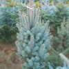 Саженец Ели Голубая Мисти Блу (Misty Blue) 60-100 см: фото и описание