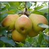 Груша Добрянка (Сентябрина): фото и описание