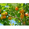 Саженцы абрикоса Айсберг (ранний) - 5 шт.: фото и описание
