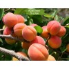 Саженцы колоновидного Абрикоса Санни - 5 шт.: фото и описание