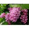 Саженцы акации розовой (Робиния) Макрофила (Macrophylla) - 5 шт.: фото и описание