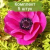 Луковицы анемоны Сильфида (Sylphide) - 5 шт.: фото и описание