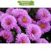 Саженцы астры Патрисия Баллард (Patricia Ballard) - 5 шт.: фото и описание