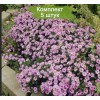 Саженцы астры Профессор Антон Киппенберг (Prof A. Kippenberg) - 5 шт.: фото и описание
