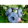 Саженцы черники Патриот (Patriot) - 5 шт.: фото и описание