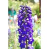 Саженцы дельфиниума Волшебные фонтаны - 5 шт.: фото и описание