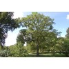 Саженцы дуба Каштанолистный 60-100 см - 5 шт.: фото и описание