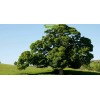 Саженцы дуба Каштанолистный от 150 см - 5 шт.: фото и описание