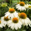Саженцы эхинацеи пурпурной Белый лебедь (White Swan) - 5 шт.: фото и описание