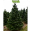 Саженцы Ели Европейская 100-150 см - 5 шт.: фото и описание