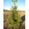 Саженцы Ели Европейская 40-60 см - 5 шт.: фото и описание