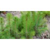 Саженцы Ели Европейская до 20 см - 5 шт.: фото и описание