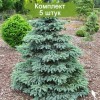 Саженцы Ели Голубая Глаука (Glauca) от 150 см - 5 шт.: фото и описание