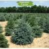 Саженцы Ели Голубая Кейбаб (Kaibab) 100-150 см - 5 шт.: фото и описание