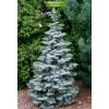 Саженцы Ели Голубая Мисти Блу (Misty Blue) от 150 см - 5 шт.: фото и описание