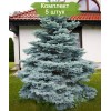 Саженцы Ели колючая Мисти Блу (Pungens Misty Blue) (Саженцы до 40 см) - 5 шт.: фото и описание