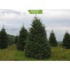 Саженцы Ели Сибирская 100-150 см - 5 шт.: фото и описание