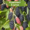 Саженцы ежевики Бжезина (Brzezina) - 5 шт.: фото и описание