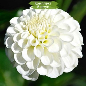 Комплект 5шт / Георгин Сноуфлейк (Snowflake)