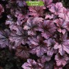 Саженцы гейхеры мелкоцветковой Палас Пурпл (Palace Purple) - 5 шт.: фото и описание