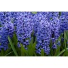 Луковицы гиацинта Блю Джакетс (Blue Jacket) - 5 шт.: фото и описание