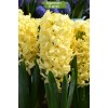 Луковицы гиацинта Жёлтая Королева - 5 шт.: фото и описание