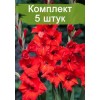 Луковицы гладиолуса Абсолют - 5 шт.: фото и описание