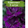 Луковицы гладиолуса Блэк Вельвет (Black Velvet) - 5 шт.: фото и описание