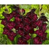 Луковицы гладиолуса Крупноцветковый Блэк Джек (Black Jack) - 5 шт.: фото и описание