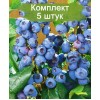 Саженцы голубики Ханнас Чойс (Hannah's Choice) - 5 шт.: фото и описание
