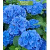 Саженцы гортензии крупнолистной Блю Вондер (Blue Wonder) - 5 шт.: фото и описание