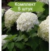 Саженцы гортензии древовидной Bounty (Баунти) - 5 шт.: фото и описание