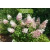 Саженцы гортензии метельчатой Конфетти (Confetti) - 5 шт.: фото и описание