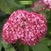 Саженцы гортензии древовидной Мэджикал Пинкербелл (Magical Pinkerbell) - 5 шт.: фото и описание