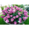 Саженцы гортензии метельчатой Сандей Фрайз (Sundae Fraise) - 5 шт.: фото и описание