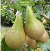 Саженцы груши Конференция - 5 шт.: фото и описание