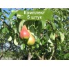 Саженцы груши Мраморная - 5 шт.: фото и описание