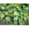 Саженцы хосты Грэйт Экспектейшн (Great Expectations) - 5 шт.: фото и описание