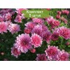 Саженцы хризантемы мультифлора Branrouse (Сиреневая) - 5 шт.: фото и описание