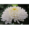 Саженцы крупноцветковой хризантемы Газель (Gazelle) (Белая) - 5 шт.: фото и описание