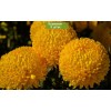 Саженцы хризантемы мультифлора Хало (Желтая) - 5 шт.: фото и описание