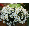 Саженцы хризантемы мультифлора Верано Джей (Verano Jay) (Белая) - 5 шт.: фото и описание