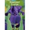 Саженцы ириса Найт Оул (Night Owl) - 5 шт.: фото и описание