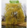 Сеянцы ивы плакучей Желтая - 5 шт.: фото и описание