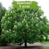 Саженцы конского каштана обыкновенного - 5 шт.: фото и описание