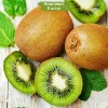 Саженцы Киви Бруно - 5 шт.: фото и описание